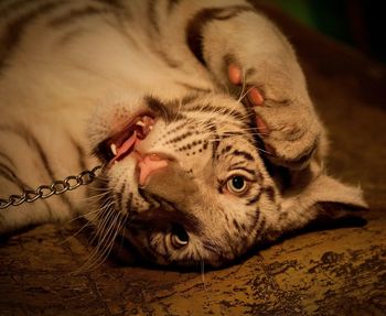 Close-up of cat lying down