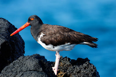 American oystercatcher from galapagos island, ecuador