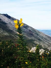 Close-up of yellow flower on grass by sea against sky