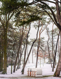 Trees on snow covered land