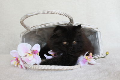 Close-up of kitten in basket