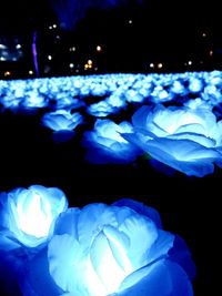 Close-up of blue and white rose at night