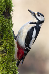 Great spotted woodpecker female, dendrocopos major, perched on an old trunk with moss