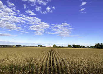 Scenic view of agricultural field against sky