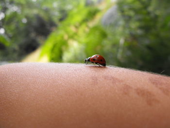 Close up of insect