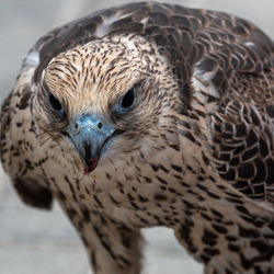 Close-up portrait of owl