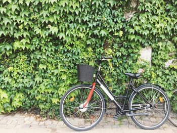 Bicycle parked by tree