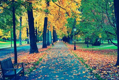 Autumn trees in park