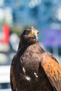 Close-up of a bird