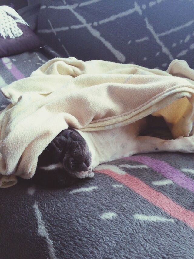 VIEW OF DOG SLEEPING ON BED