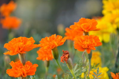 Close-up of orange flowers