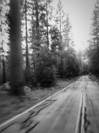 Empty road passing through forest