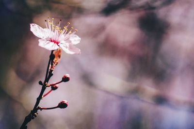 Close-up of cherry blossoms