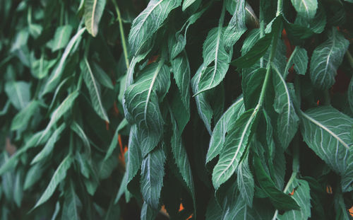 Full frame shot of fresh green leaves