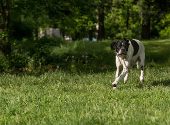 Dog running on grass in park