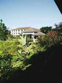 Plants by building against clear sky