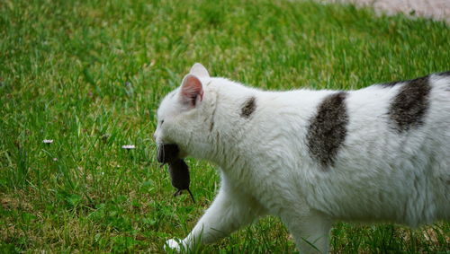 Side view of white cat on field