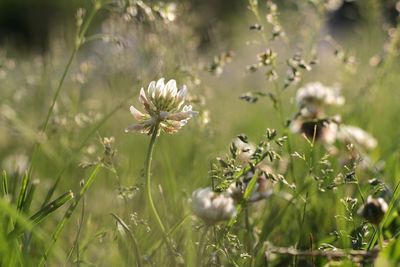 Close-up of flowering plant on field