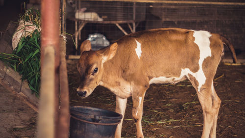 Cow standing in barn 