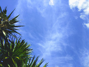 Low angle view of palm tree against blue sky