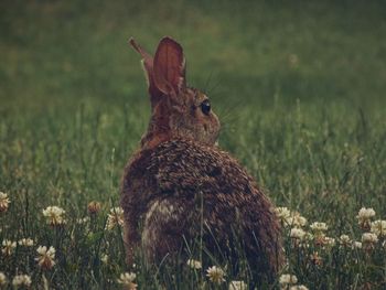 Animal on grassy field