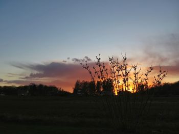 Trees on field at sunset