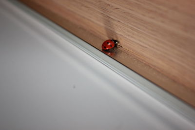 High angle view of ladybug on floor