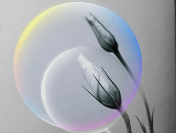 Close-up of water drops on white background