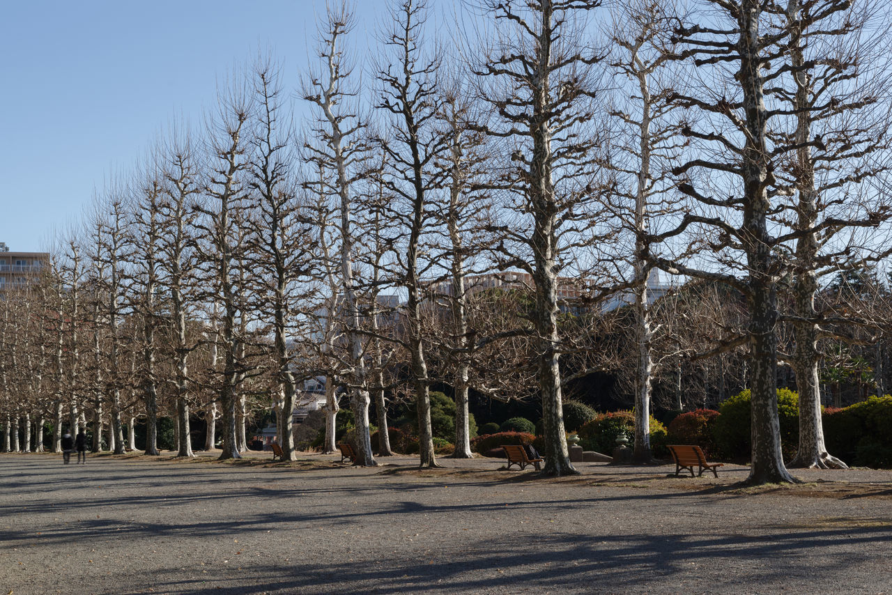 tree, plant, nature, sky, winter, bare tree, no people, day, sunlight, outdoors, architecture, road, clear sky, city, growth, autumn, sunny, transportation, park, street