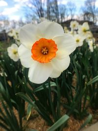 Close-up of flower blooming outdoors