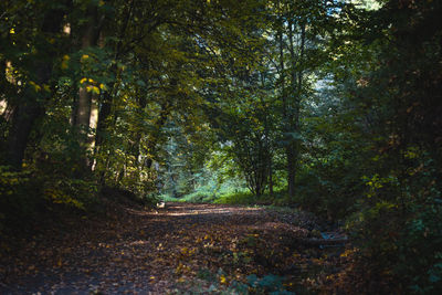 Trees in forest