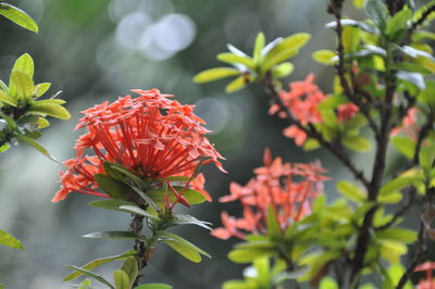 Close-up of red flowering plant