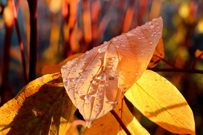 Close-up of wet maple leaf during autumn