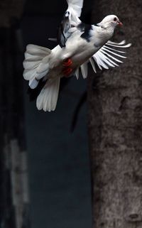 Bird flying over white background