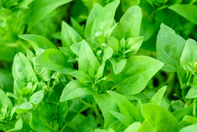 Close-up of fresh green leaves