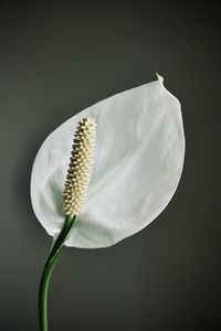 Close-up of white flower against black background