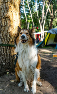 Portrait of dog on field