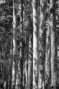 Low angle view of bamboo trees in forest