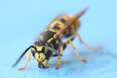 Close-up of wasp on blue surface