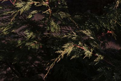 Plants growing on tree