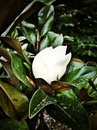 Close-up of flower blooming outdoors