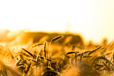 Close-up of corns growing in field on sunny day