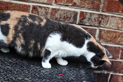 Close-up of cat outdoors