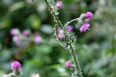 Close-up of purple flowers blooming outdoors