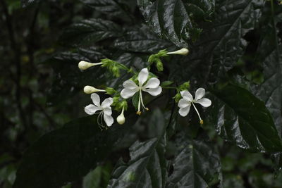 Close-up of white flowers blooming on tree