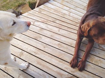 Close-up of dog on wood