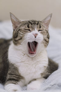 Portrait of a yawning cat in close-up. a pet without teeth. boredom, drowsiness. high quality photo.