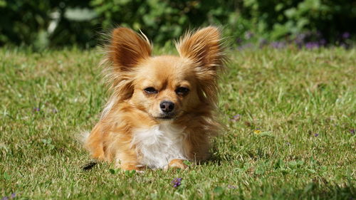 Close-up of dog on grass