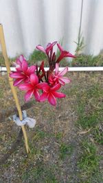 Close-up of pink flowers