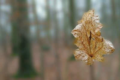 Close-up of dry leaf outdoors